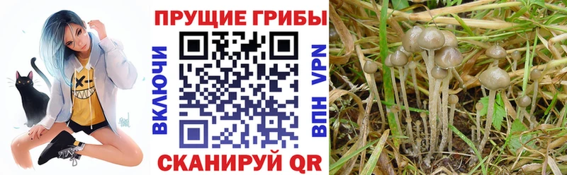 Псилоцибиновые грибы Psilocybe  цена наркотик  Белоусово 